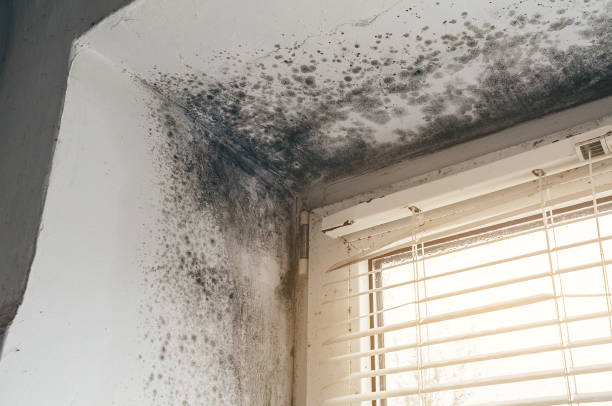 Trusted Attic Mold Removal service in Entriken, PA - Cheap Mold Removal